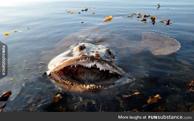 This is the Lophius fish, also known as fish-frog, monkfish and sea-devil