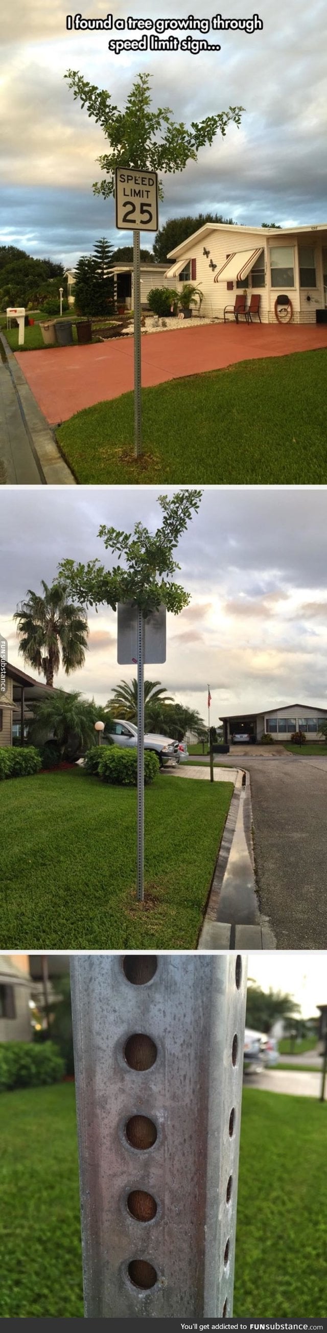 Tree growing in a sign post