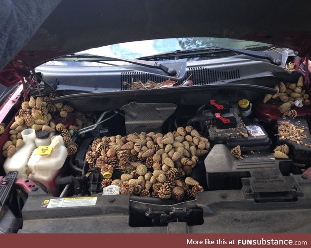 Squirrel decided to use this car to store pine cones