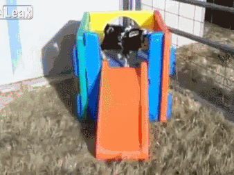 Fainting goat tries the slide