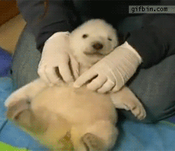 Baby polar bear being tickled