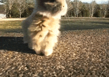 Dance, bunny, dance!