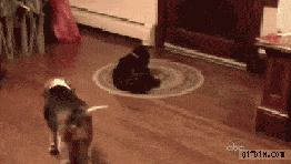 See how smart the dog is