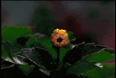 Nature's really-slow fireworks