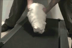 This cat is my workout soulmate