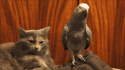 Pet the kitty!