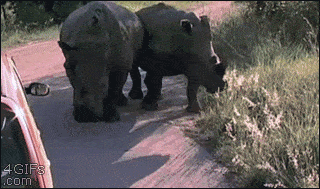 Rhino popping a tire and running away.