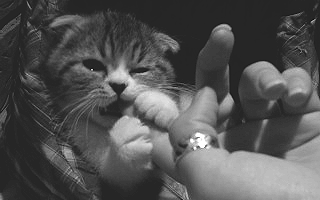 Kitten bite