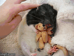 Cute sleeping pet rat