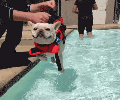 Dog auto peddle on