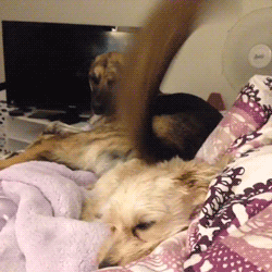 He's just swatting all the bugs away from his buddy's face