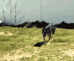 Dog on the skipping ropes