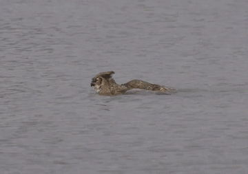 This owl is swimming