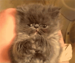 Nobody said this yoga pose was easy, but you gotta admit... I got mind, soul and cuteness