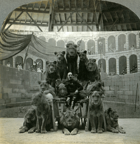A lion tamer posing with his lions, c. 1905. Animated stereoview