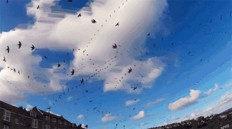 Timelapse of bird flight pattern