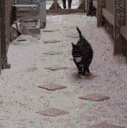 Cat playing "The floor is lava"