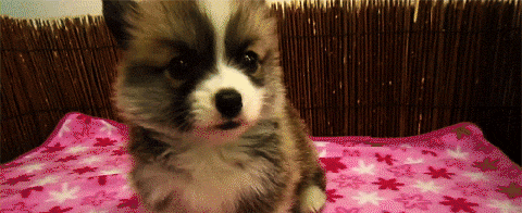 Day 228 of your daily dose of cute: Here at DDOC we have an abundance of dog gifs