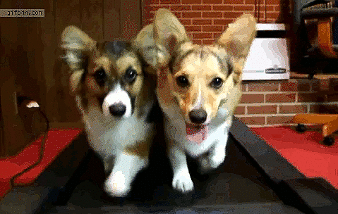 Day 289 of your daily dose of cute: These corgis do more exercise than I do