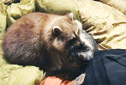 Raccoon-cat-hug