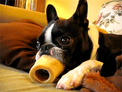 Delicious bone