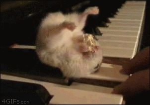 Hamster on piano eating popcorn