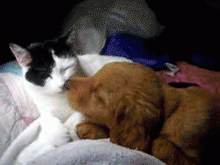 Little kisses of love