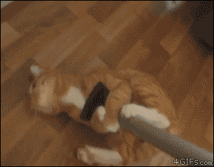 That is why I love cats