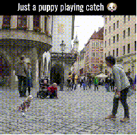 Just a puppy playing catch, nothing to see here