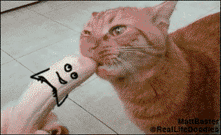 A cat is eating banana