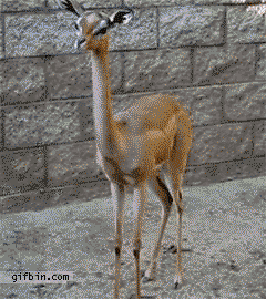 Gazelle fawn swallowing food