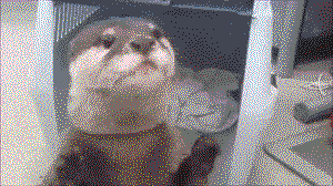 Otter fetch