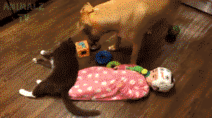 What a misunderstanding about Dog