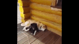 Bear cub and doggo share a cuddle