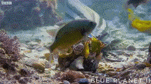 Octopus uses a shield of shells to defend itself against a shark