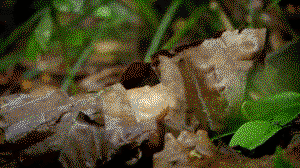 World's smallest cat