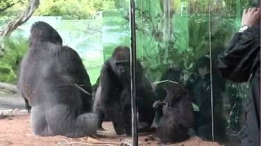 Gorilla punch