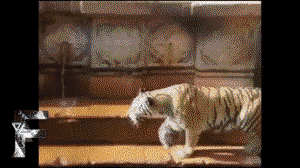 Even big cats are rude