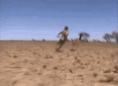 Here is Steve Irwin chasing down and catching an emu