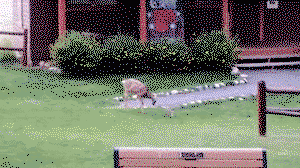 Bambi and thumper