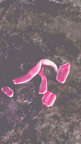 The ribbon worm shoots a white substance or 'tongue-like proboscis' to hunt