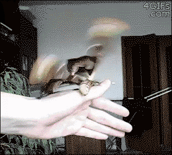 I raise you a Phillipine Atlas Moth
