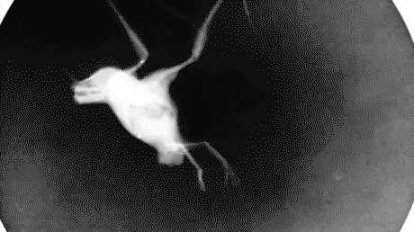 X-ray of a flying bat