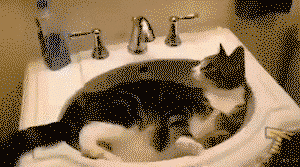 Cat turns the tap on itself!