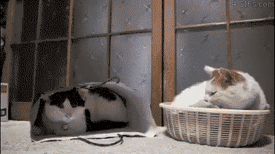 What the hell is your problem?
