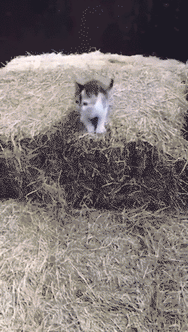 Nyoom