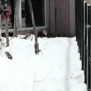 Red Panda sneak attack