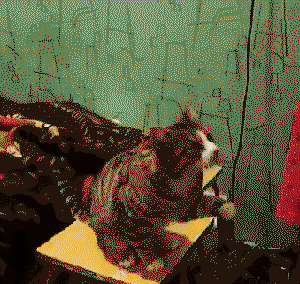 Cat wants love
