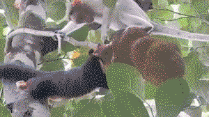 Monkey trying to stop giant squirrel from eating his jackfruit