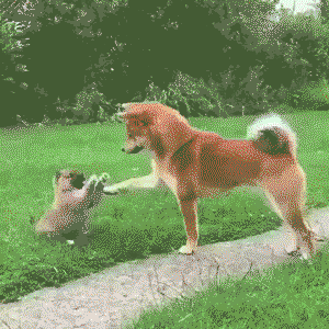 Good boys